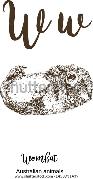 Wombat Z Alphabet Sketch Australian Animals Stock Vector Royalty Free 1458931439