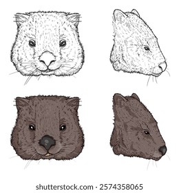 Wombats Head Illustrations Set. Sketch and Cartoon Graphic Styles