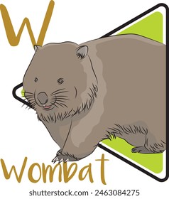 Wombats are marsupials, related to koalas and kangaroos. Wombats have a prolonged metabolism. Wombats are herbivores their diets consist mostly of grasses, sedges, herbs, bark, and roots.