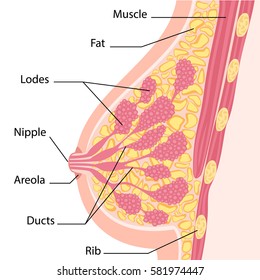 Women breast cross section vector illustration