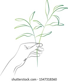 women hands holding herbals, natural pharmacy, herbs. Vector Line