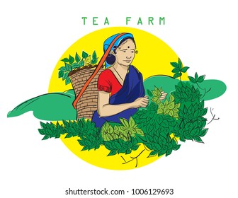 women harvesting tea leaf illustration vector