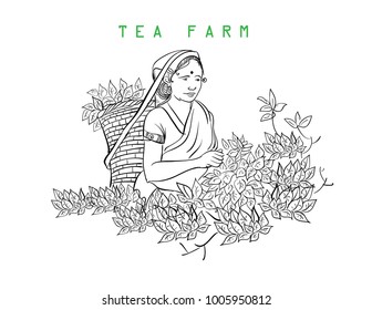 women harvesting tea leaves vector illustration