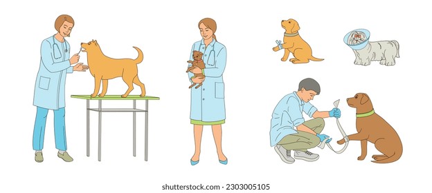 women and man veterinarian examines a dog. Veterinary clinic, medical service or pet medical center