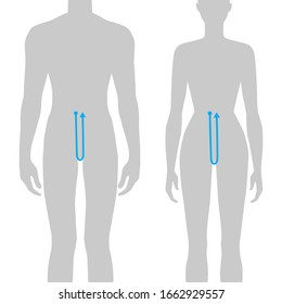 Frauen und Männer, um die Tiefenmessung Mode Illustration für Größendiagramm. 7.5 Headsize Mädchen und Junge für Website oder Online-Shop. Menschliche Körper Infografik Vorlage für Kleidung. 
