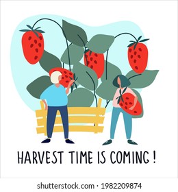 Women picking strawberries vector illustration. Harvest Time Is Coming hand-lettered quote. Harvesting, agritourism concept. Pick-your-own concept. Hand drawn illustration in abstract flat style