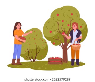 Women picks fruits. Female farmers harvesting apples and berries, girls collects fruits in basket flat vector illustration. Cartoon harvesting scene