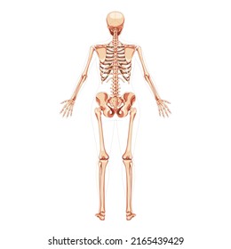 Skeleton Mujeres Concepto de huesos humanos para el cuerpo femenino con posición de manos abiertas. Vista dorsal de Lady Back. Niña plana 3D realista anatómicamente correcta Ilustración vectorial de la anatomía aislada en blanco