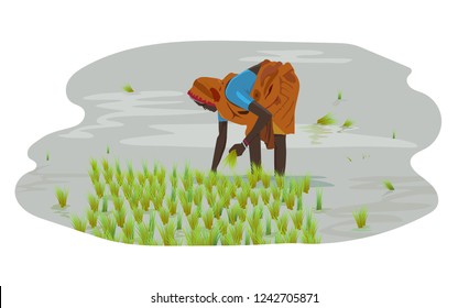 Women sowing crops, Lady farmer, Agriculture, woman farmer, Wheat