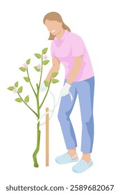 women ties the apple saplings to a wooden peg