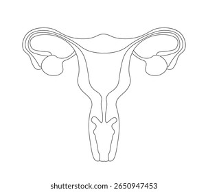 mulheres útero e ovário, sistema reprodutivo feminino, desenho artístico de linha única