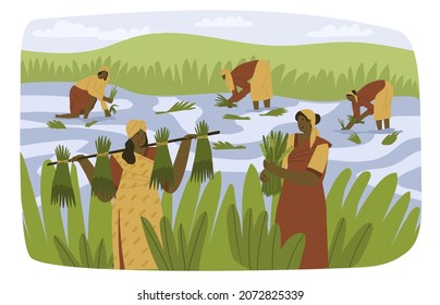 Women workers is planting rice in the field. Rice planting in Asia. Natural farming, village. Hard manual labor. Flat style in vector illustration. India, Vietnam, Bangladesh, Cambodia, Thailand. 