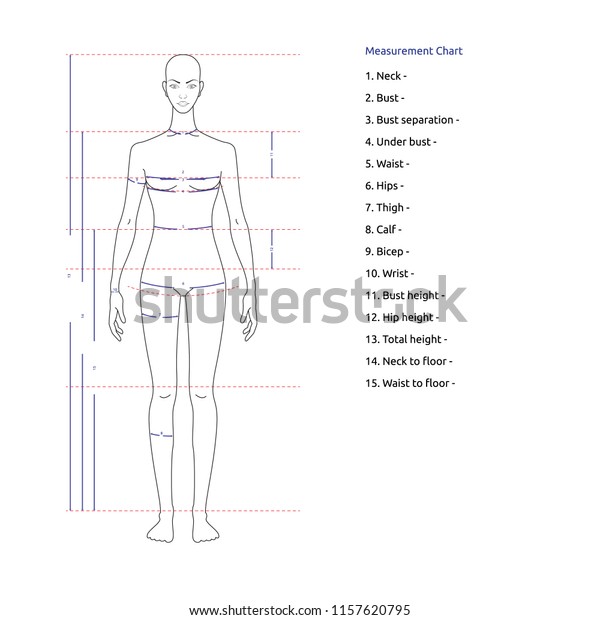 Womens Body Proportions Measurements Clothing Design Stock Vector ...