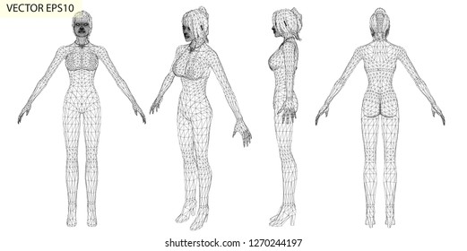Vector de la estructura corporal de la mujer