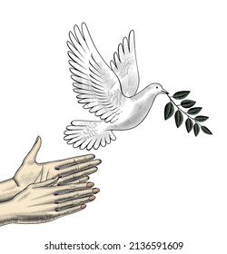 Women's hands release the dove of peace. A beautiful white pigeon with an olive branch. Antique engraving, stylized drawing. Vector illustration.