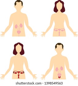 Women's and men's health. Organs of the human body. Anatomical image. Inflammation, infection.
