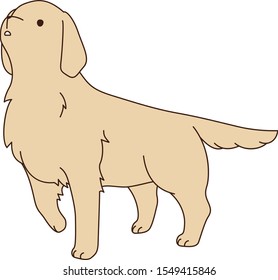 wonder golden retriever vector illust 2