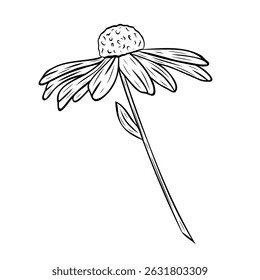 Wonderful Black-eyed Susan flower. Vector graphic illustration, object from a large set. Black-eyed Susan outline isolated on white. Hand painted line art botanical illustration. Blooming rudbeckia 