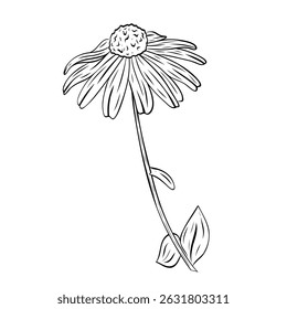 Wonderful Black-eyed Susan flower. Vector graphic illustration, object from a large set. Black-eyed Susan outline isolated on white. Hand painted line art botanical illustration. Blooming rudbeckia 