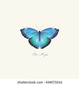 Wonderful blue morpho butterfly vector illustration isolated on light background