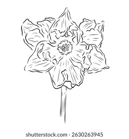 Wonderful daffodil flower. Vector graphic illustration, object from a large set of daffodils. Daffodil outline isolated on white. Hand painted line art botanical illustration.Spring floral narcissus 
