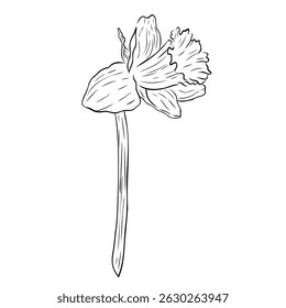 Wonderful daffodil flower. Vector graphic illustration, object from a large set of daffodils. Daffodil outline isolated on white. Hand painted line art botanical illustration.Spring floral narcissus 