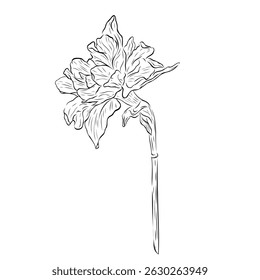 Wonderful daffodil flower. Vector graphic illustration, object from a large set of daffodils. Daffodil outline isolated on white. Hand painted line art botanical illustration.Spring floral narcissus 
