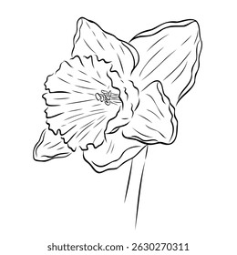 Wonderful daffodil flower. Vector graphic illustration, object from a large set of daffodils. Daffodil outline isolated on white. Hand painted line art botanical illustration.Spring floral narcissus 