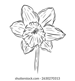 Wonderful daffodil flower. Vector graphic illustration, object from a large set of daffodils. Daffodil outline isolated on white. Hand painted line art botanical illustration.Spring floral narcissus 