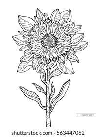 Wonderful flower. Vector illustration. Coloring book page for adult. Black and white line. Love bohemia concept for wedding invitation card, ticket, branding, boutique logo, label, tattoo