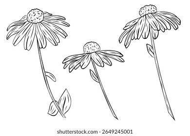 Magnifique ensemble graphique, art du clip Fleur Susan aux yeux noirs. Illustrations graphiques d'Image vectorielle. Contour de Rudbeckia isolé sur fond blanc. Illustration botanique d'art au trait peint à la main. Rudbeckia florissante 