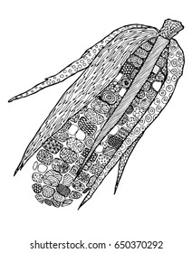 Wonderful maize vector sketch in zentangle style. Isolated black corn cob above white background. Pattern for adult coloring book (anti stress). Black and white. Line art.