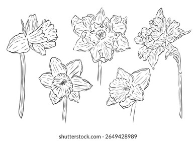 Magnifique ensemble, clip art encre narcisse fleurs. Illustration graphique d'Image vectorielle contour de Narcisse isolé sur fond blanc. Illustration botanique d'art au trait peint à la main. jonquilles florales printanières