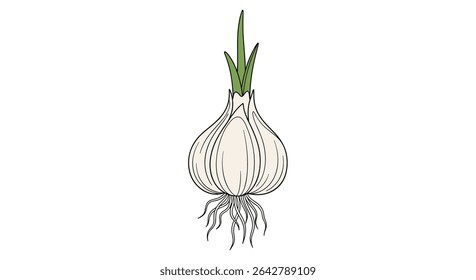 The Wonders of Allium Sativum A Detailed Look at Cultivation and Culinary Uses