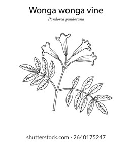 Wonga wonga vine (Pandorea pandorana), medicinal and ornamental plant. Hand drawn botanical vector illustration