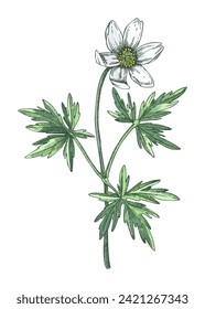 Wood anemone sketch in color. Buttercup floral drawing. Hand-drawn vector illustration. Spring woodland flower, wildflowers flower sketch in engraved style. NOT AI generated