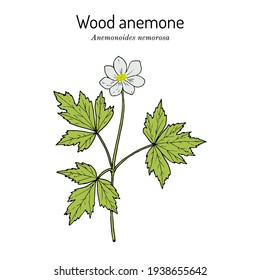 Wood anemone, or windflower, thimbleweed, smell fox (Anemone nemorosa), medicinal plant. Hand drawn botanical vector illustration