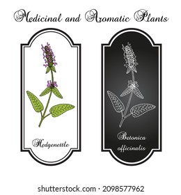 Wood betony (Stachys officinalis), or common hedgenettle, bishopwort, medicinal plant. Hand drawn botanical vector illustration