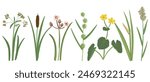 wood club-rush, bulrush, reed, marsh-marigold, vector drawing wild water plants at white background, set of floral elements, hand drawn botanical illustration