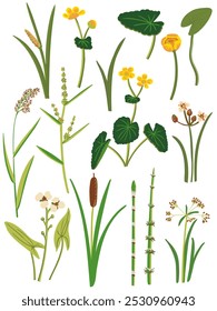 madeira club-rush, bulrush, junco, pântano-marigold, vetor desenhando plantas de água selvagens no fundo branco, conjunto de elementos florais, ilustração botânica desenhada à mão