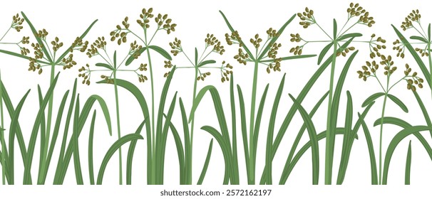 wood club-rush, bulrush, vector seamless pattern with drawing wild plants at white background, hand drawn botanical illustration