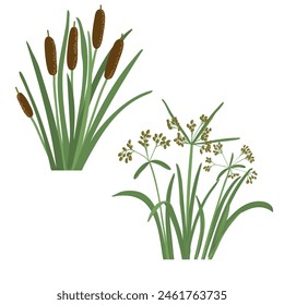 wood club-rush and narrowleaf cattail,, vector drawing wild plants at white background, set of floral elements, hand drawn botanical illustration