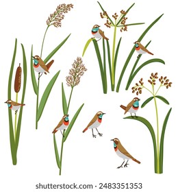 wood club-rush, reed, cattail and bluethroats, vector drawing wild water plants and birds at white background, set of floral elements, hand drawn illustration