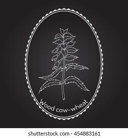 Wood cow-wheat, Night and Day (Melampyrum nemorosum), medicinal plant. Hand drawn botanical vector illustration