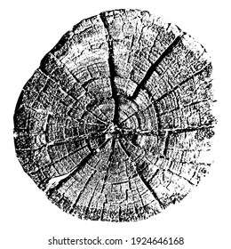 Fondo transversal de madera. Anillos de crecimiento de árboles. Madera natural cortada. Ilustración vectorial de seguimiento.