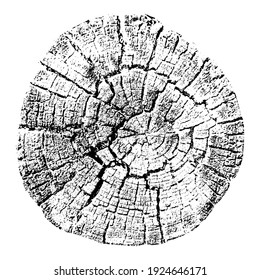 Wood Cross Section Background. Tree Growth Rings. Natural Cut Wood. Trace Vector Illustration.