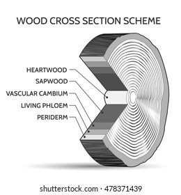 Wood cross section scheme. Trunk of tree structure slice vector illustration