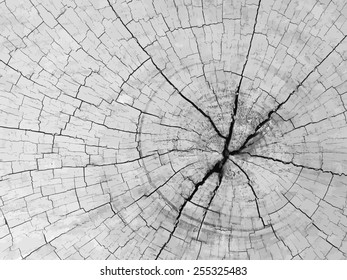 Wood cut background - Vector