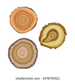Wood cut variations with growth ring vector