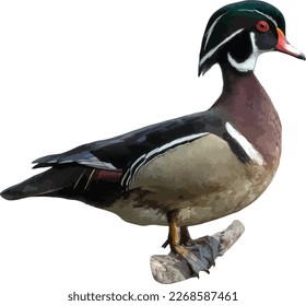 Wood Duck (Aix sponsa) Drake Isolated